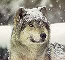 arcticwolf62